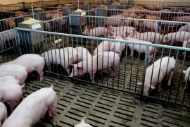 Bolja saradnja mesoprerađivača i farmera u RS: Garancije ključ za ...