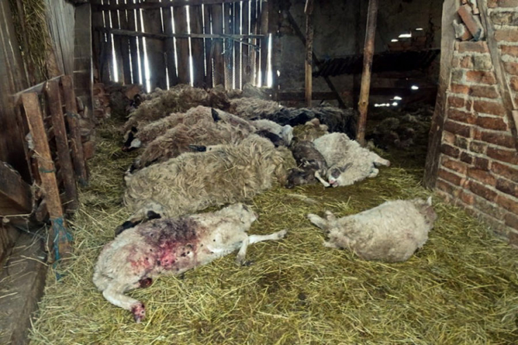 Psi lutalice poklali ovce prijedorskom stočaru, šteta više hiljada KM