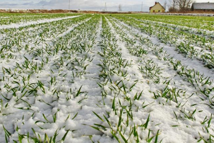 Niska temperatura nije negativno uticala na usjeve