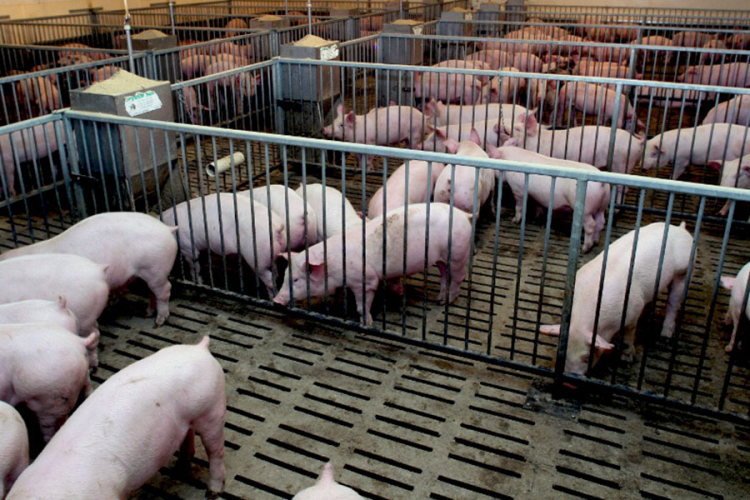 Bolja saradnja mesoprerađivača i farmera u RS: Garancije ključ za domaće meso