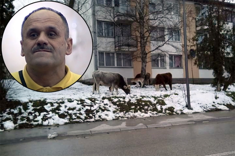 Zmajeva stoka teroriše Šipovo