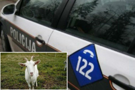 Muškarac silovao kozu