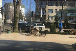 Pobijeni psi osvanuli na ulicama Kotor Varoša