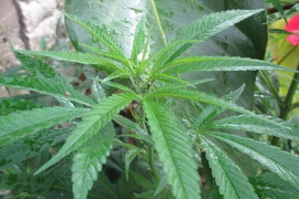 Zimbabve legalizovao marihuanu u medicinske i naučne svrhe