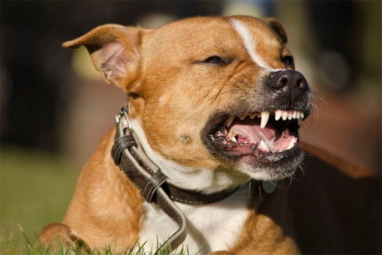 Pas ubio sedmomjesečnu bebu