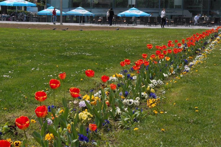 Tulipani "Banjaluka" u centru grada
