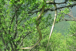 Ogromna zmija iznenadila planinare iz Užica
