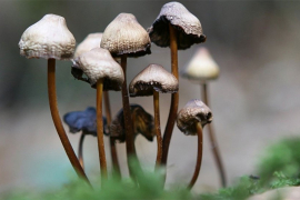 800 ljudi se otrovalo pečurkama, 11 umrlo