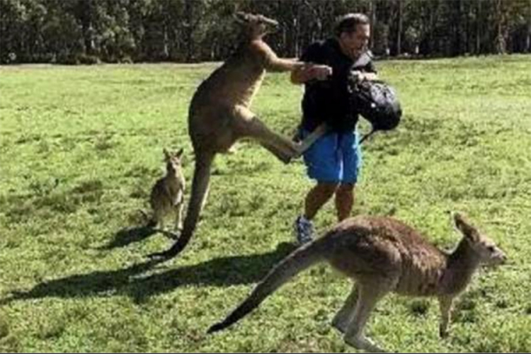 Kenguri zavisnici napadaju turiste u Australiji