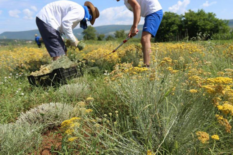 Teško odustaju od uzgoja ljekovite biljke: Zbog smilja nekad ravnali i brda