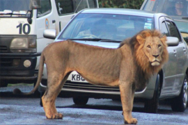 Pobjegli dva lava, dva tigra i jaguar