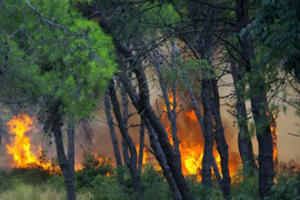 Požar zahvatio 63.400 hektara šume