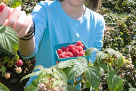 Kiša otežava berbu maline - cijena neizvjesna
