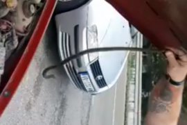 Zmija izvirila iz haube u toku vožnje
