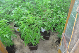 Kanada legalizovala rekreativnu upotrebu marihuane