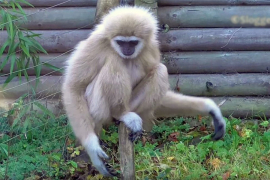 Misteriozna vrsta izumrlog majmuna pronađena u drevnoj kineskoj ...