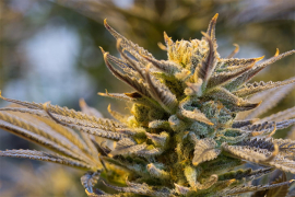 Rusi protiv legalizacije lakih droga