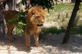 Bandić u srijedu  u posjeti Zoo vrtu Bingo