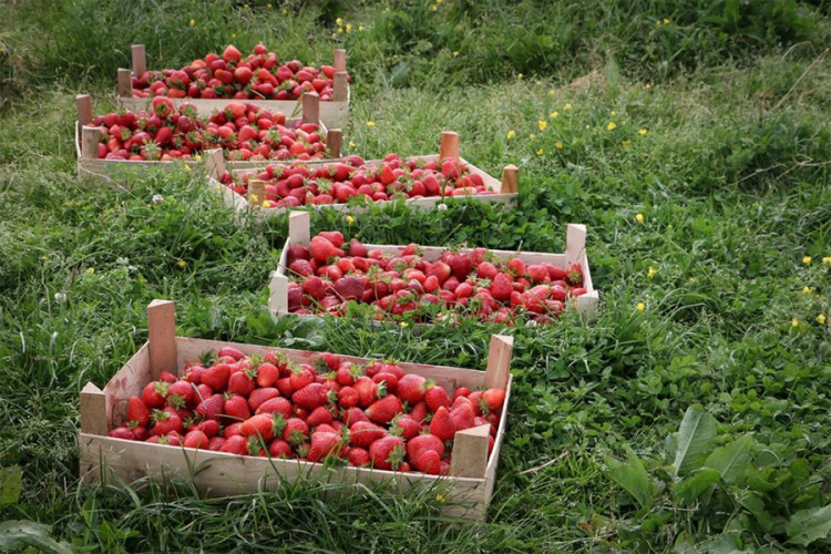 Kooperativna proizvodnja jagode na četiri dunuma