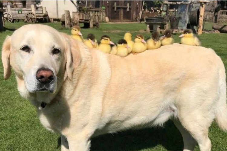 Labrador postao ''tata'' malim pačićima