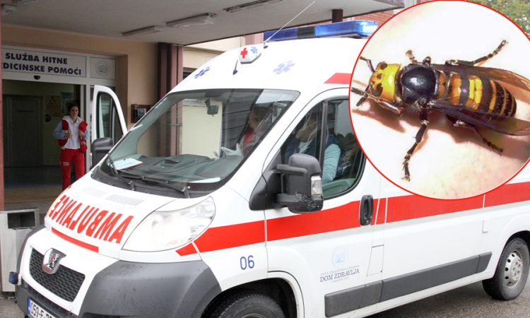 Banjalučanin preminuo od uboda stršljena