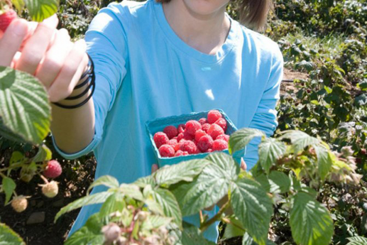 Kiša otežava berbu maline - cijena neizvjesna