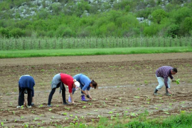 Prepolovljenu sadnju u Ljubinju prepolovila bolest: ​Duvan na izdisaju