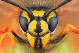Naučnici otkrili novu vrstu ose koja izgleda zastrašujuće