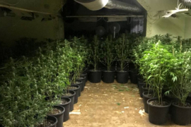 Gajili marihuanu u laboratorijama