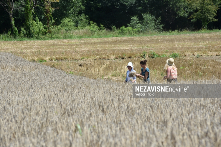 Pšenica još na njivama, kiša uništava zrno