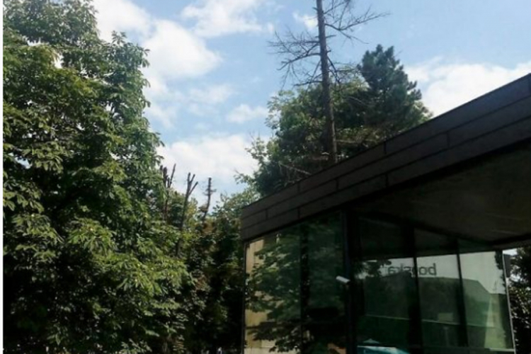 Počinje uklanjanje osušenih stabala u Banjaluci