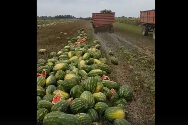 Bacio 25 tona lubenica, nema ih kome prodati