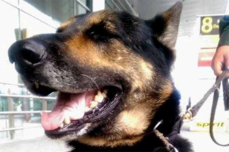 Kolumbija: Narko kartel ucijenio policijskog psa na 70.000 dolara