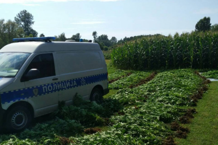 U Gradišci pronašli 1.083 stabljike indijske konoplje