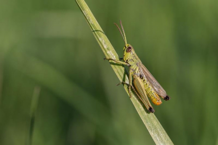 Mali zeleni skakavci okupirali Sanski Most