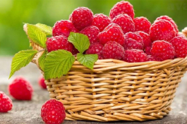 Otišao da preda maline, čuo cijenu, vratio se i pokosio sve