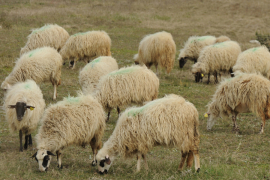 Grom ubio cijelo stado ovaca