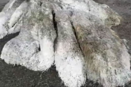 More izbacilo dlakavo čudovište bez očiju, nauka u čudu
