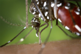 Virus zapadnog Nila širi se Evropom
