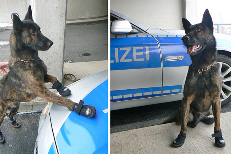 Policijski psi u Cirihu idu u patrolu s cipelicama
