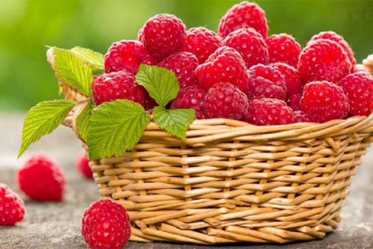 Otišao da preda maline, čuo cijenu, vratio se i pokosio sve