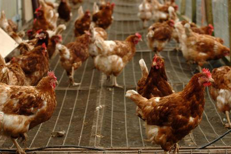 Planula farma koka kod Visokog, šteta velika