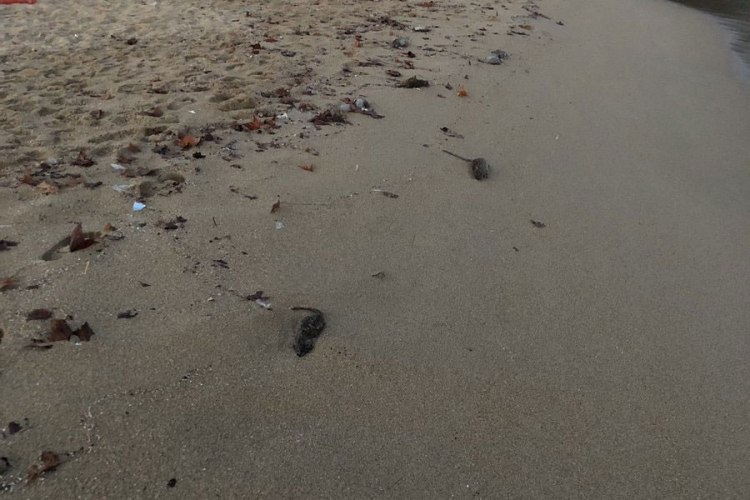 Gomila glodara plutala po površini vode