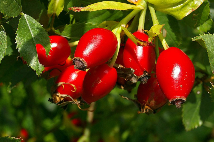 Ovo blago iz šikare ima više vitamina C nego limun