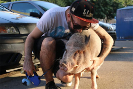 Živi u stanu sa svinjom od 65 kilograma