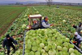 Srbin pojede 16 kilograma kupusa godišnje, Amerikanac 25