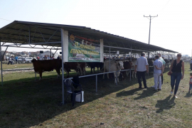 Održana 15. Stočarska izložba i 37. Konjičke trke