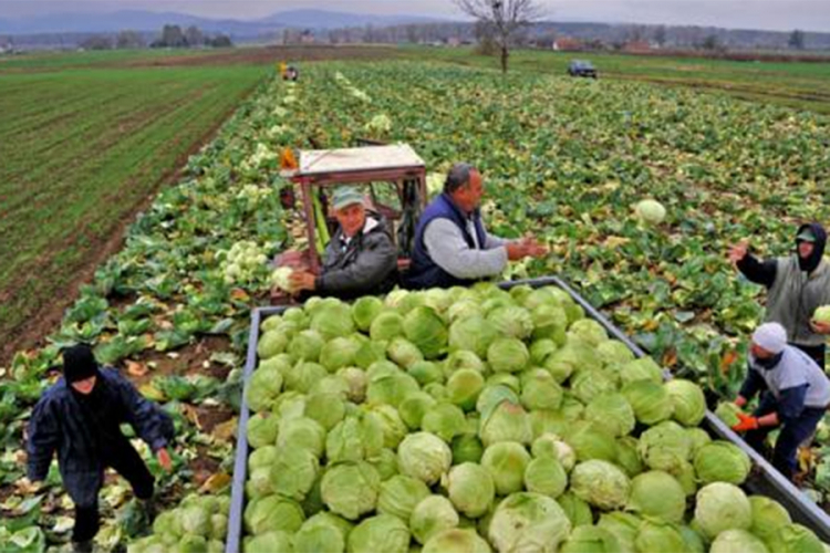 Srbin pojede 16 kilograma kupusa godišnje, Amerikanac 25