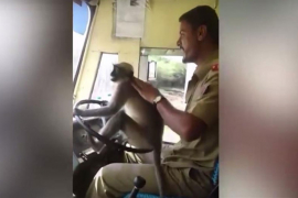 Pustio majmuna da vozi autobus