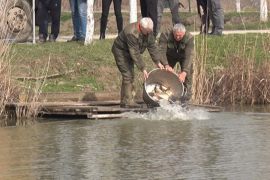U Sanu pušteno 177 kilograma šarana